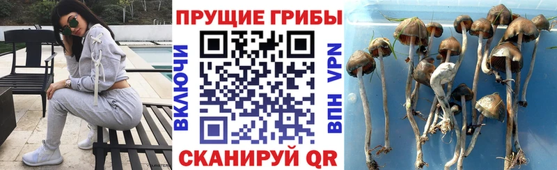 Псилоцибиновые грибы Magic Shrooms  Хадыженск 